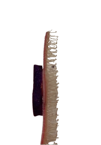 DANA Haarfantasie - glitter sterren patch cheveux